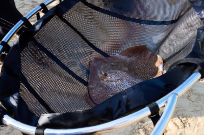 تعاون مثمر بين أتلانتس وبلدية دبي وشركة 