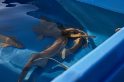 تعاون مثمر بين أتلانتس وبلدية دبي وشركة 