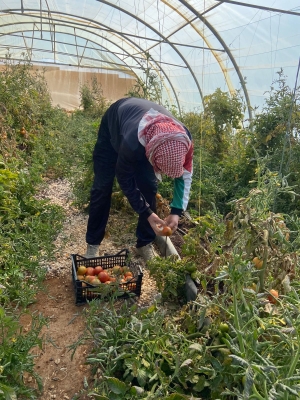 بلدية أم القطين والمكيفة تحصد محصولها الأولى من البيوت البلاستيكية