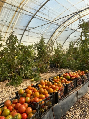 بلدية أم القطين والمكيفة تحصد محصولها الأولى من البيوت البلاستيكية