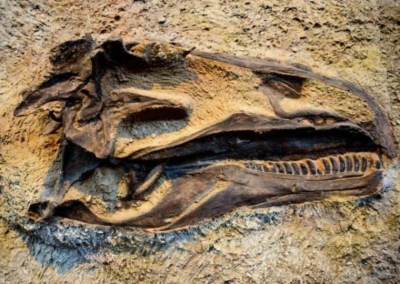 فرنسا.. العثور على أسنان ديناصورات مهربة في شاحنة