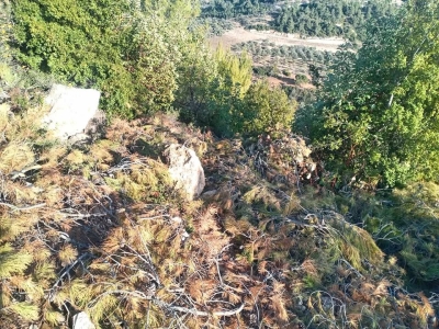 شكاوى من قطع الأشجار المعمرة في أحراش أم جوزة