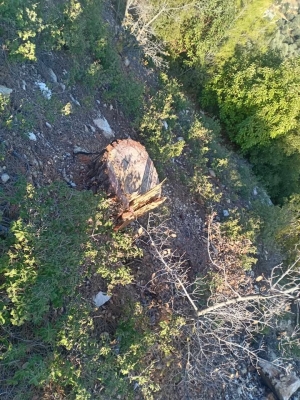 شكاوى من قطع الأشجار المعمرة في أحراش أم جوزة