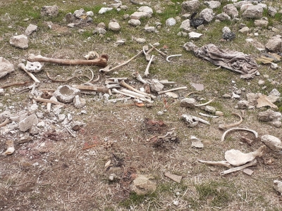 بالفيديو .. ضبط احد ابرز المتهمين بمجزرة التضامن ويعترف بقتل 500 شخص