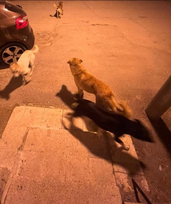 شاب يتعرض لهجوم من كلاب ضالة بالسلط ومطالب بالتصدي للظاهرة