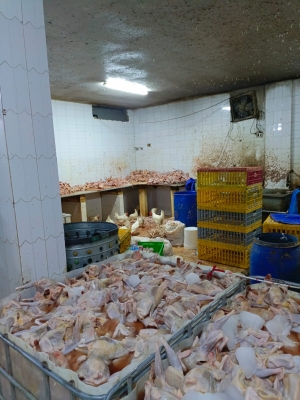 الاردن .. إتلاف أطنان من الدجاج المذبوح غير الصالح للاستهلاك البشري بالرصيفة - صور