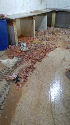 الاردن .. إتلاف أطنان من الدجاج المذبوح غير الصالح للاستهلاك البشري بالرصيفة - صور