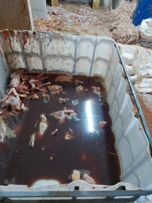 الاردن .. إتلاف أطنان من الدجاج المذبوح غير الصالح للاستهلاك البشري بالرصيفة - صور