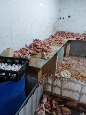 الاردن .. إتلاف أطنان من الدجاج المذبوح غير الصالح للاستهلاك البشري بالرصيفة - صور