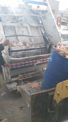الاردن .. إتلاف أطنان من الدجاج المذبوح غير الصالح للاستهلاك البشري بالرصيفة - صور