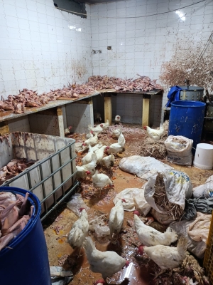 الاردن .. إتلاف أطنان من الدجاج المذبوح غير الصالح للاستهلاك البشري بالرصيفة - صور