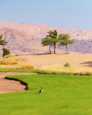 انطلاق النسخه الثالثة من الدوري الأردني للجولف 2025 على ملاعب  نادي أيلة - صور