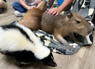 بجانب مشروبك المفضل.. مقهى أميركي يمنحك عناق أكبر القوارض في العالم