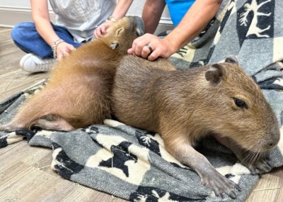 بجانب مشروبك المفضل.. مقهى أميركي يمنحك عناق أكبر القوارض في العالم