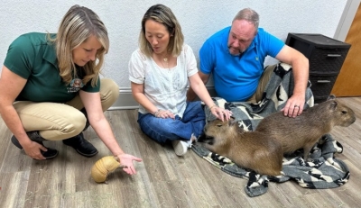 بجانب مشروبك المفضل.. مقهى أميركي يمنحك عناق أكبر القوارض في العالم