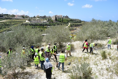 معاً لزيتون لبنان .. مشروع إقليمي تطلقه العربية لحماية الطبيعة من الأردن الى لبنان لإعادة إحياء مزارع الزيتون المدمرة
