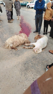 الأردن ..  صاعقة رعدية تتسبب بنفوق 9 رؤوس من الاغنام بالكرك - صور