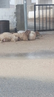 الأردن ..  صاعقة رعدية تتسبب بنفوق 9 رؤوس من الاغنام بالكرك - صور