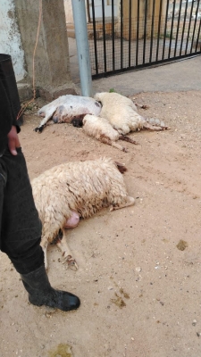 الأردن ..  صاعقة رعدية تتسبب بنفوق 9 رؤوس من الاغنام بالكرك - صور