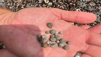 حلّ لغز «المستعمرة المفقودة» في أمريكا