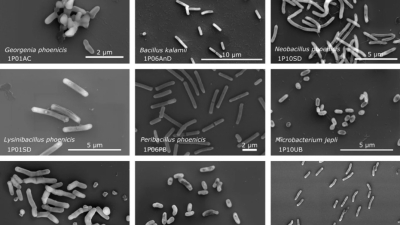 اكتشاف أنواع مجهولة من البكتيريا في مختبرات ناسا