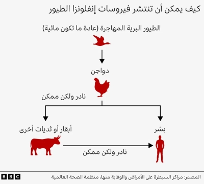 إنفلونزا الطيور: لماذا يستعد العلماء لوباء بشري جديد؟