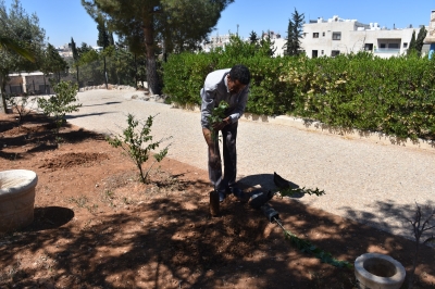 مستشفى الاستقلال يبادر بزراعة عشرات النخلات داخل قرية SOS للأطفال