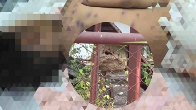 هجوم دبابير ينهي حياة طفل في تايلاند