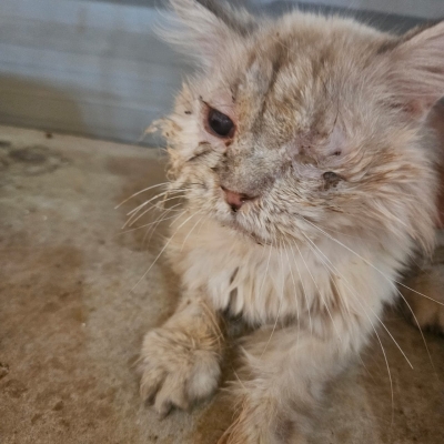 نداء إنساني من مأدبا: طبيبة بيطرية تناشد إنقاذ مئات الحيوانات الضالة (صور - فيديو)