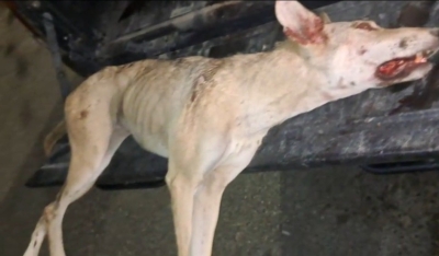 الأردن.. ذئب مسعور يهاجم مواطنين ويفترس أغناما في الطفيلة