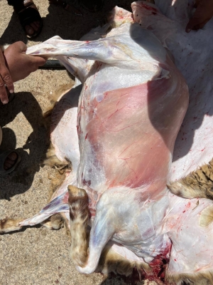 الأردن...أكياس بلاستيكية في أحشاء خروف ومربو ماشية يوضحون