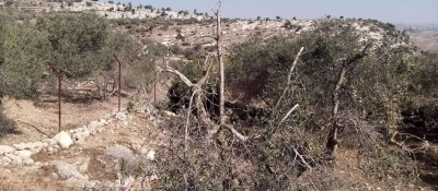 اربد : لصوص يعتدون على مزرعة زيتون ويقطعون أغصانها - صور 