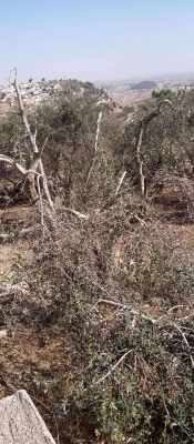 اربد : لصوص يعتدون على مزرعة زيتون ويقطعون أغصانها - صور 