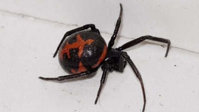 ما هي الأرملة السوداء التي اودت بحياة الطفل الأردني عمر ؟ - صور