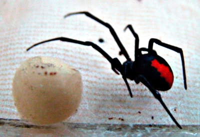 ما هي الأرملة السوداء التي اودت بحياة الطفل الأردني عمر ؟ - صور