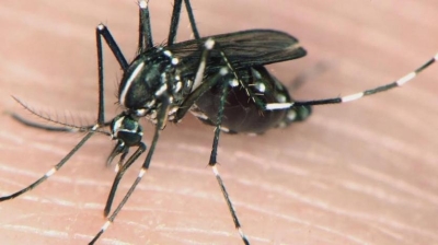 ما هي ذبابة الرمل (النمر الأسود) التي أودت بحياة الطفل الأردني عمر؟ – صور