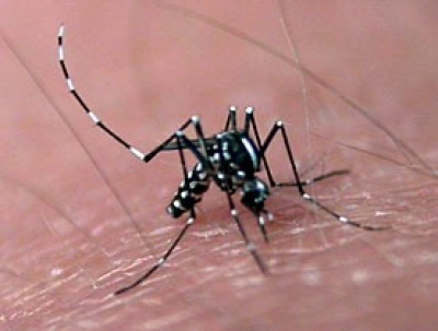 ما هي ذبابة الرمل (النمر الأسود) التي أودت بحياة الطفل الأردني عمر؟ – صور