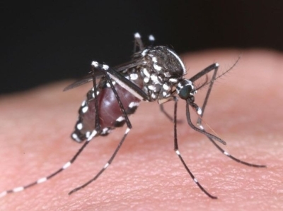 ما هي ذبابة الرمل (النمر الأسود) التي أودت بحياة الطفل الأردني عمر؟ – صور