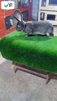 الأردن..أرنب فلاندر البلجيكي يخطف الأنظار بإربد – فيديو وصور