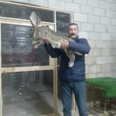 الأردن..أرنب فلاندر البلجيكي يخطف الأنظار بإربد – فيديو وصور