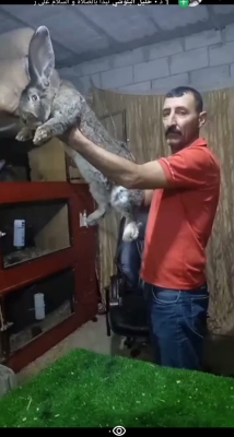 الأردن..أرنب فلاندر البلجيكي يخطف الأنظار بإربد – فيديو وصور