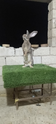 الأردن..أرنب فلاندر البلجيكي يخطف الأنظار بإربد – فيديو وصور