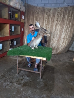 الأردن..أرنب فلاندر البلجيكي يخطف الأنظار بإربد – فيديو وصور