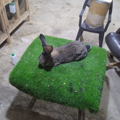 الأردن..أرنب فلاندر البلجيكي يخطف الأنظار بإربد – فيديو وصور