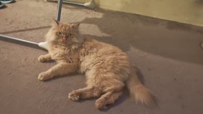 طبيب أردني: خدش قطة كاد أن يدمّر طفلة.. والتشخيص أنقذها بـ5 دنانير - صور