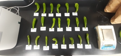 (شومان) تدعم مشروعا ابتكاريا للمركز الوطني للبحوث الزراعية