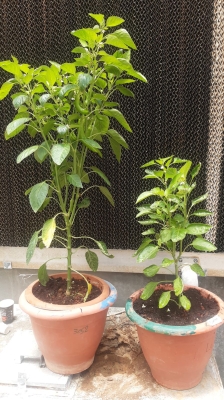 (شومان) تدعم مشروعا ابتكاريا للمركز الوطني للبحوث الزراعية