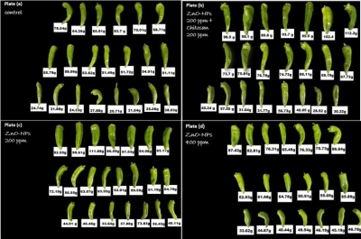 (شومان) تدعم مشروعا ابتكاريا للمركز الوطني للبحوث الزراعية