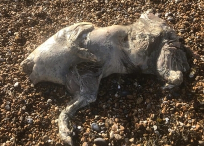 مخلوق شبحي يثير الذعر على شاطئ بريطاني شهير ويحيّر السكان