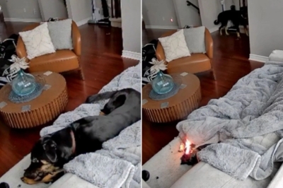 شاهد.. كلبة تتسبب في حريق هائل داخل منزل